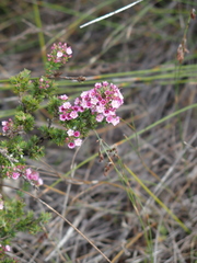 Verticordia plumosa