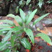 Anthurium lancifolium - Photo (c) ramon_d, alguns direitos reservados (CC BY-NC), uploaded by ramon_d