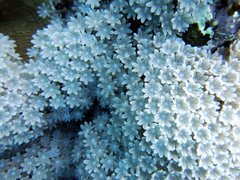Clavularia