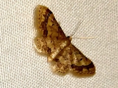 Idaea bonifata