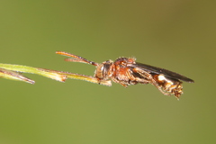 Nomada australensis