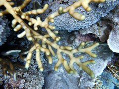 Isis hippuris