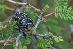 Lampetis dilaticollis