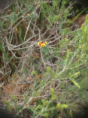 Eutaxia myrtifolia