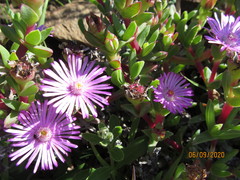 Ruschia rubricaulis
