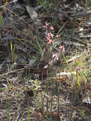 Thelymitra luteocilium