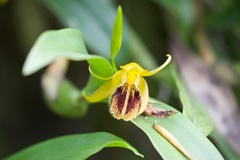 Coelogyne ovalis
