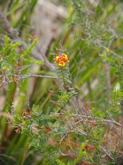 Eutaxia myrtifolia