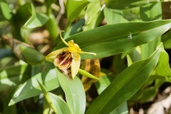 Coelogyne ovalis