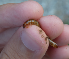 Meracantha contracta