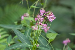 Impatiens insignis