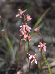 Thelymitra luteocilium