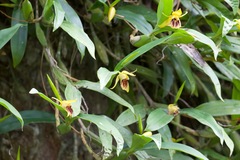 Coelogyne ovalis