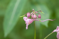 Impatiens insignis