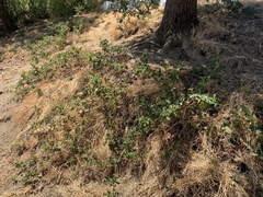 Rubus ursinus macropetalus