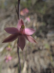 Thelymitra luteocilium