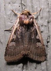 Parabagrotis exsertistigma