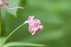 Impatiens insignis