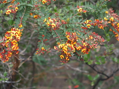 Eutaxia myrtifolia