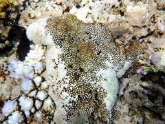 Clavularia