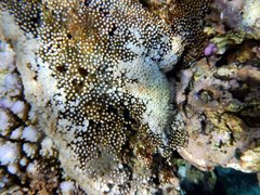 Clavularia