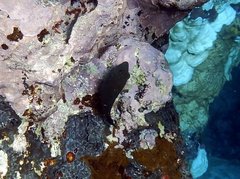 Canthigaster amboinensis