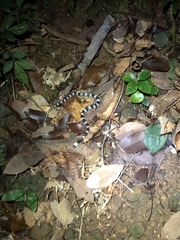 Lycodon futsingensis