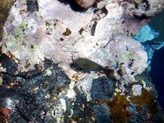 Canthigaster amboinensis
