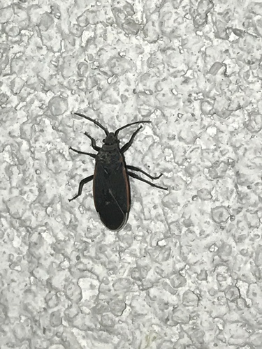 Charcoal Seed Bug photo 4
