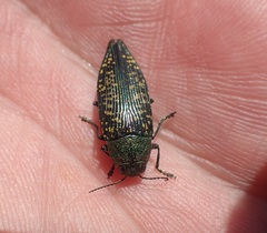 Buprestis confluenta