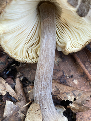 Volvariella terrea
