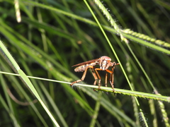 Blepharepium annulatum