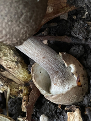 Volvariella terrea