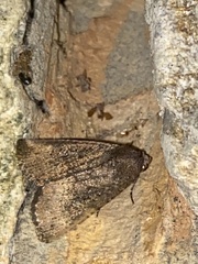 Condicini