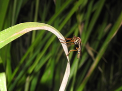 Blepharepium annulatum
