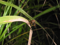 Blepharepium annulatum