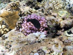 Canthigaster amboinensis