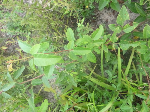 Image of Desmodium fernaldii by no rights reserved