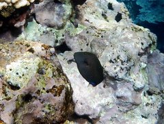 Canthigaster amboinensis