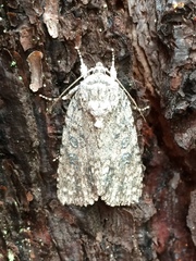 Acronicta impleta
