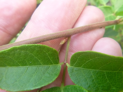 Image of Desmodium fernaldii by no rights reserved