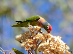 Psitteuteles versicolor