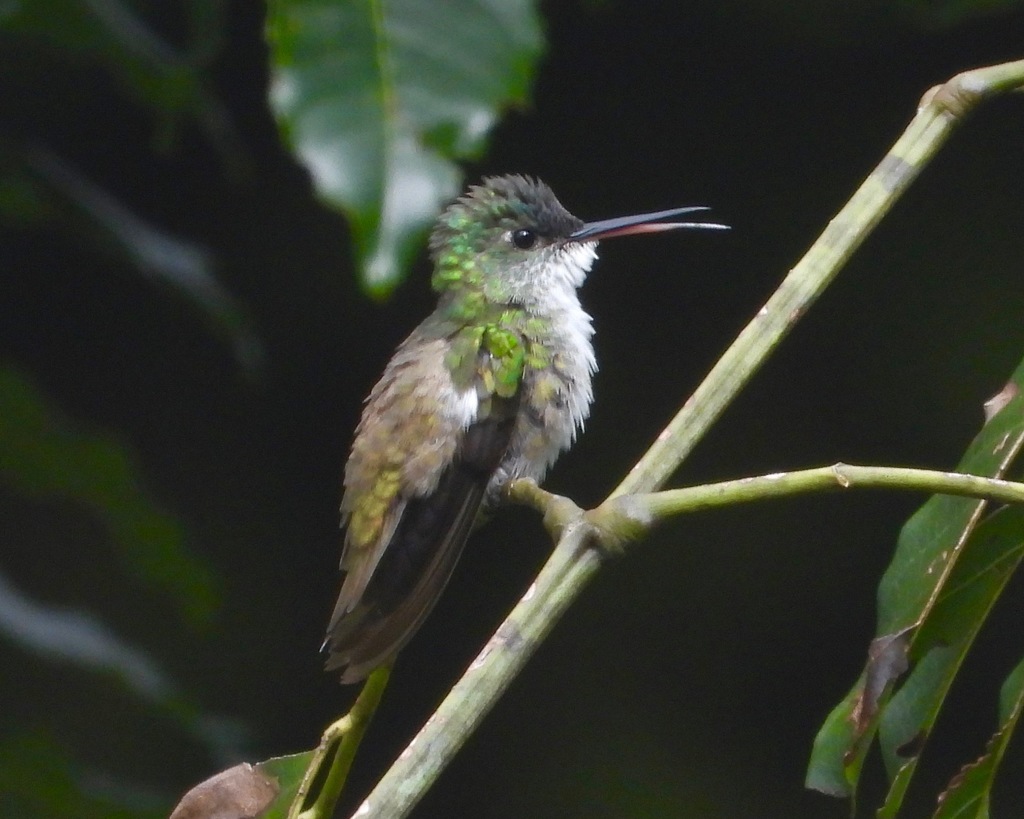 Azure-crowned Hummingbird (Azure-crowned)