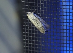 Catabenoides