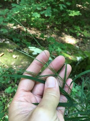 Muhlenbergia tenuiflora