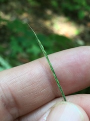 Muhlenbergia tenuiflora