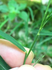 Muhlenbergia tenuiflora