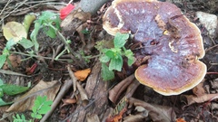 Ganoderma