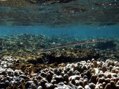 Fistularia commersonii