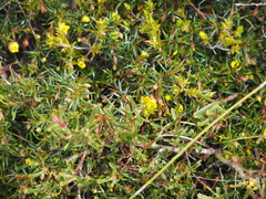 Hibbertia acerosa
